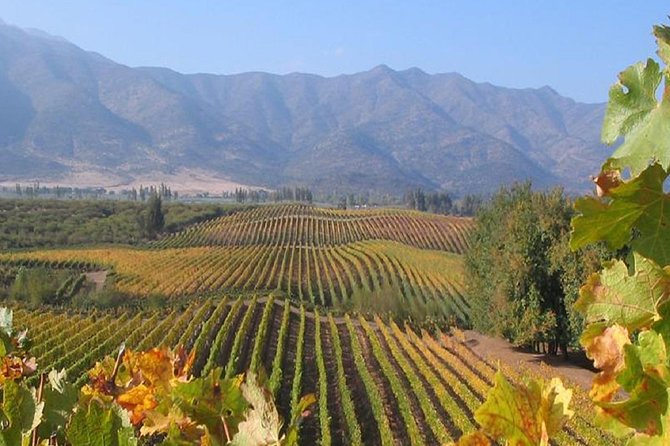 Colchagua Valley Viñas Viu Manet and Montes Alfha - Viu Manent: carriage rides, Malbec, and a five-wine tasting