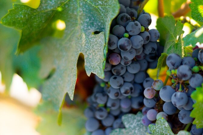 Concha y Toro Vineyard - Key points to know before you book
