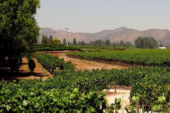 Concha y toro vineyard tour - Five things to know before booking