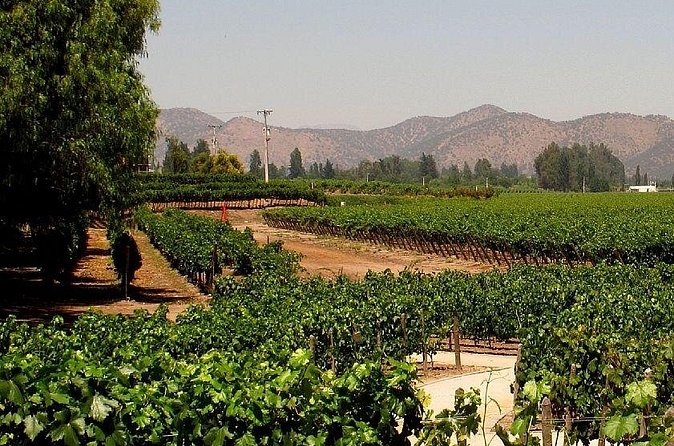 Concha y toro vineyard tour - Booking details and sensible precautions