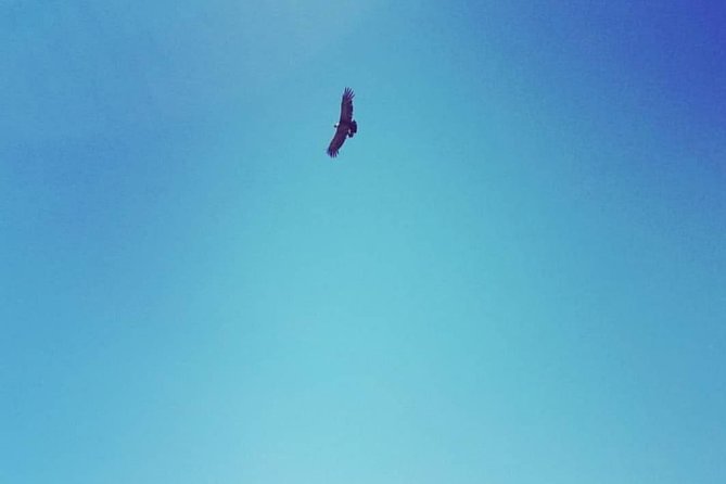 Condor watching tour at the Andes + Artisan Village in Santiago - Why this Santiago day trip is worth considering