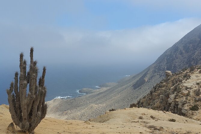 Costa DE Desierto Atacama : La Serena-Llanos del Challe-Pan de Azucar - Huasco and the olive-growing coast