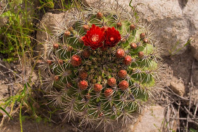 Darwin's Route: Traversing the Chilean Palm Forest - Key points about Darwin’s Route