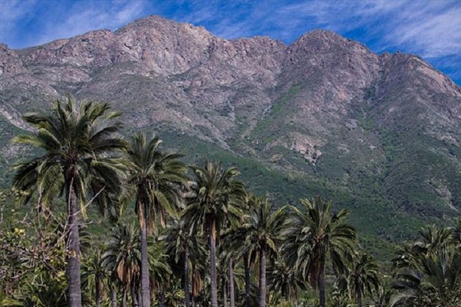 Darwin's Route: Traversing the Chilean Palm Forest - Descending through Santiago oak forest