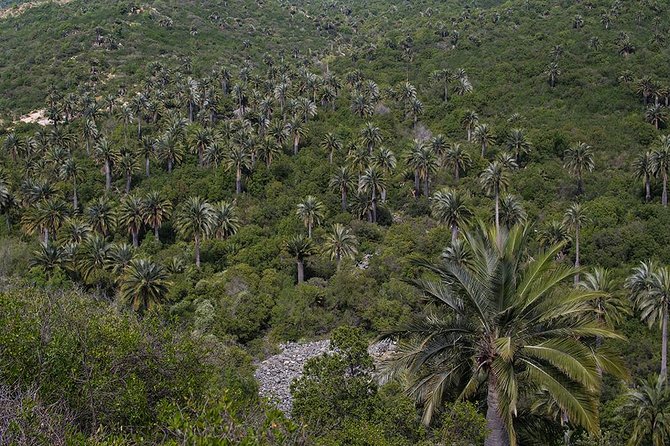 Darwin's Route: Traversing the Chilean Palm Forest - What the guide and equipment add