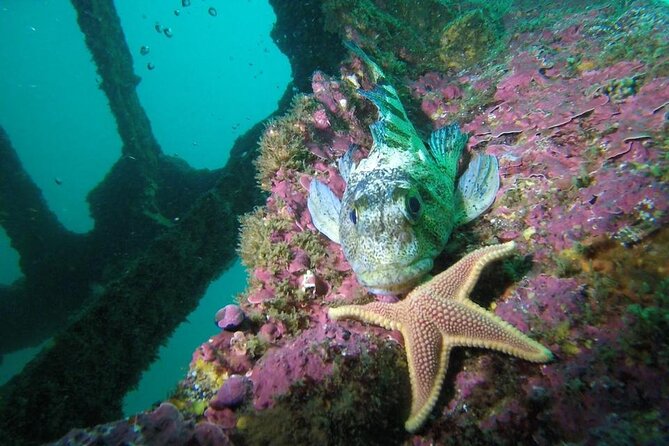 Diving excursion in Quintay - A short coastal walk adds another layer