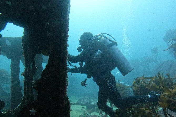 Diving excursion in Quintay - A first underwater experience without prior training