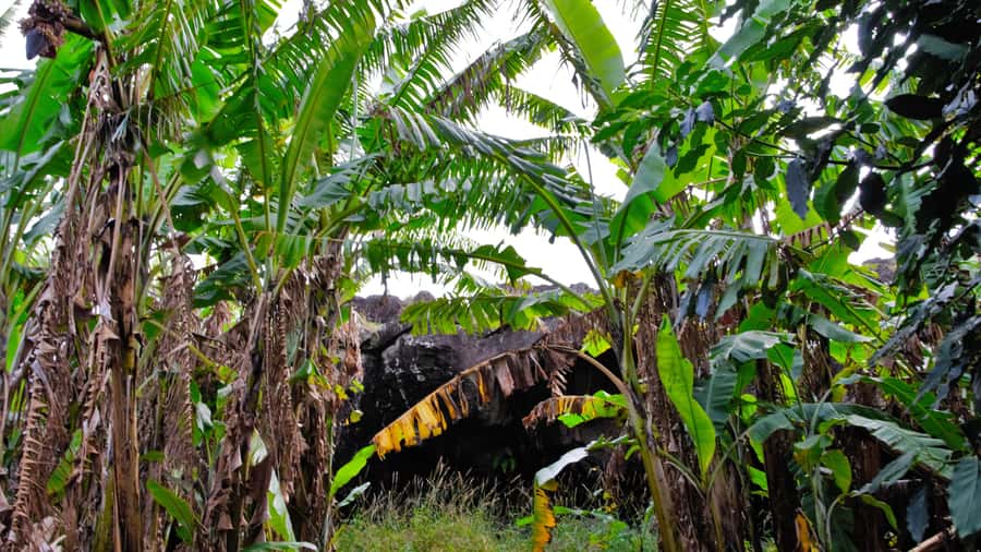 Easter Island: Full Day Ancestral Caves and Orongo Village - Why this six-hour route works well