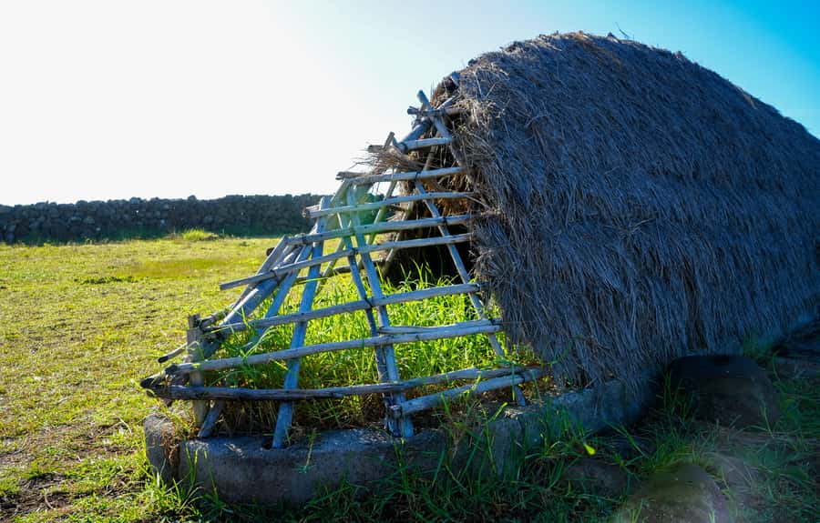 Easter Island: Private Full Day History Of The Moai - Anakena, the relaxed finish