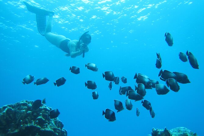 Easter Island Snorkeling on Coral Reefs - Quick Points About the Rapa Nui Reef Trip