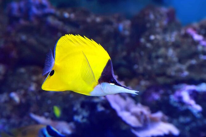 Easter Island Snorkeling on Coral Reefs - The Warm-Up and Equipment Briefing