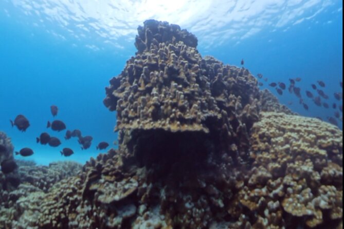 Easter Island Snorkeling on Coral Reefs - Underwater Videos From the Insta360 X4