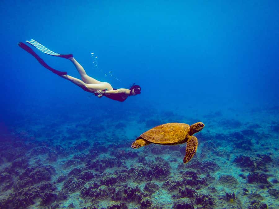 Easter island: Snorqueling tour on coral reefs - Key points to know before booking
