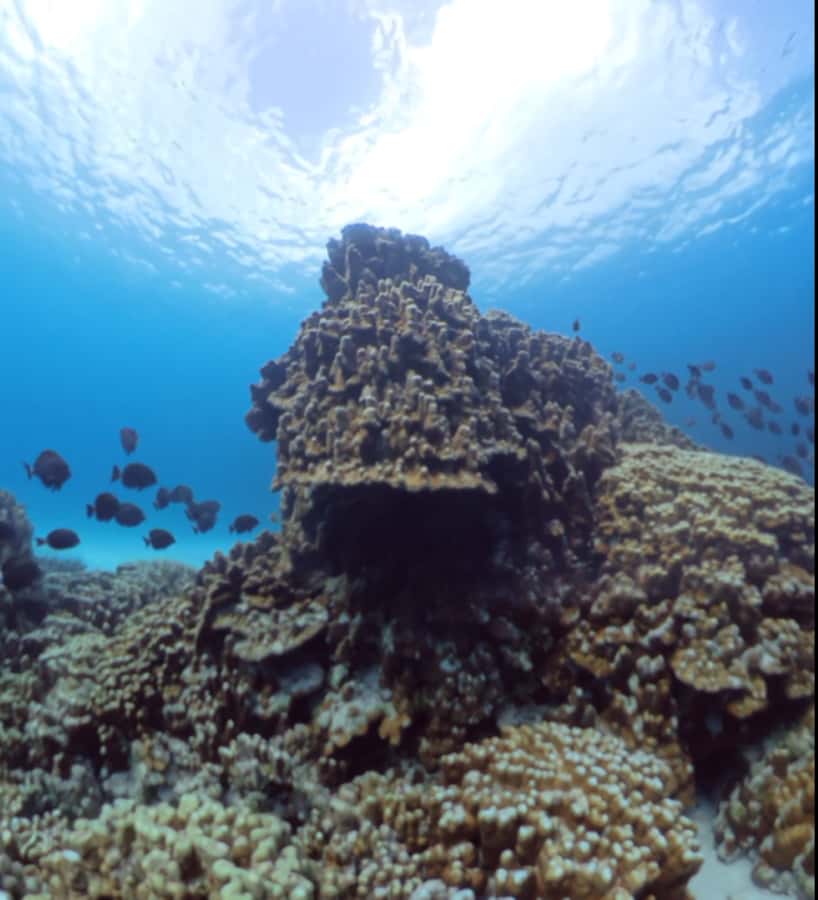 Easter island: Snorqueling tour on coral reefs - Two hours around Rapa Nui National Park