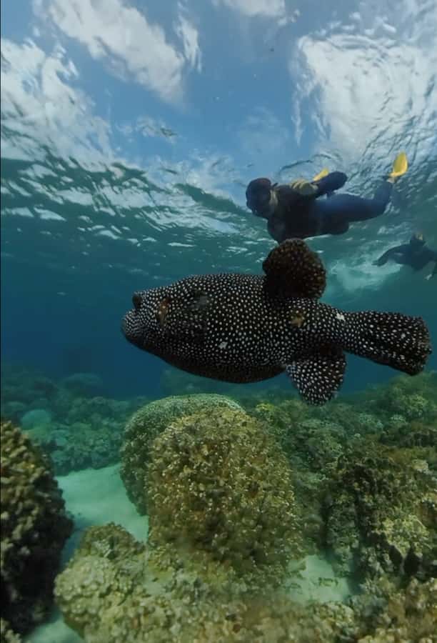 Easter island: Snorqueling tour on coral reefs - Small touches that make the outing memorable