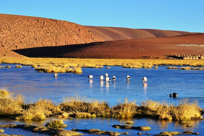 El Tatio Geysers Tour from San Pedro de Atacama - Cold, altitude, and what to wear