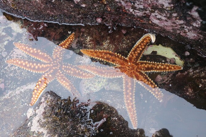 Exclusive accommodation in Zapallar with private experiences - Papudo Pier and a Slower Seaside Afternoon