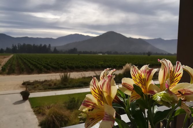 Exclusive wineries in Casablanca Valley & Tanino Restaurant - Tanino Restaurant: the lunch is worth planning around
