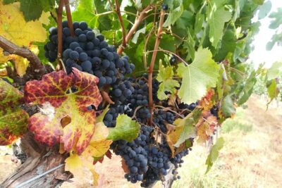 Exclusive wineries in Casablanca Valley & Tanino Restaurant
