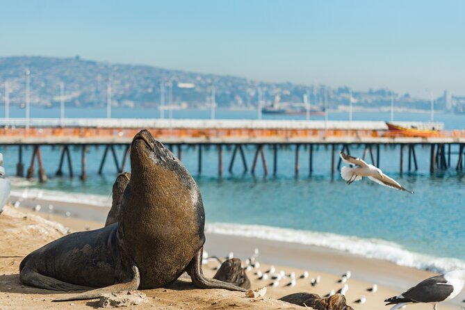 Explore Valparaíso and Viña del Mar Tour - Valparaíso: stories, curiosities, and the port