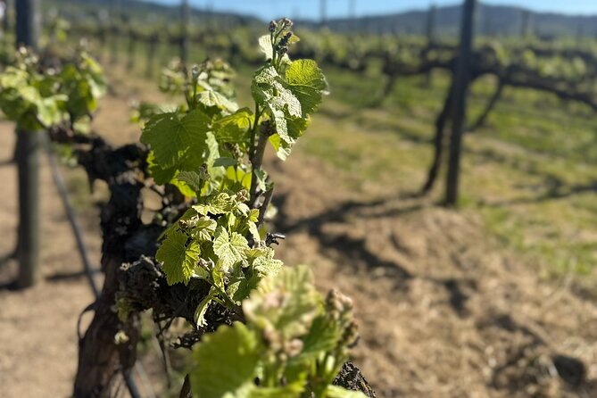 Forest Houses Tour with Tannin Lunch and Selected Tasting - Why the Casablanca Valley makes a good day trip