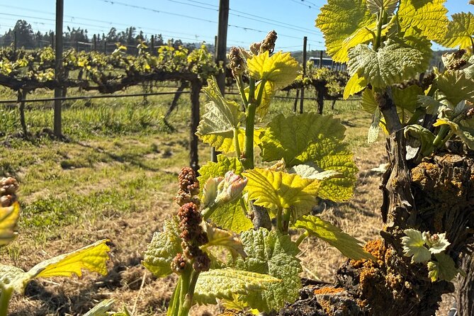 Forest Houses Tour with Tannin Lunch and Selected Tasting - The selected wine tasting with a sommelier