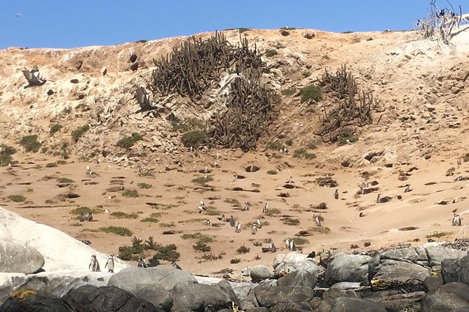 Fr STGO: WILD PENGUINS, SEALION, SANDBOARD, PARAGLIDING & PICNIC - From Santiago through Valparaiso and Viña del Mar