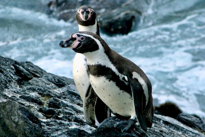Fr VALPO: WILD PENGUINS, SEALION, SANDBOARD, PARAGLIDING & PICNIC - Key points to know before booking