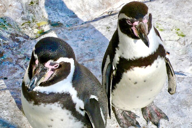 Fr VALPO: WILD PENGUINS, SEALION, SANDBOARD, PARAGLIDING & PICNIC - Why this makes a strong day from Valparaíso