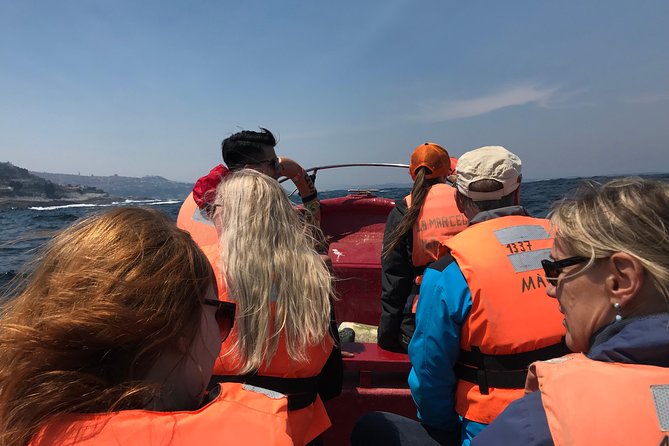Fr VALPO: WILD PENGUINS, SEALION, SANDBOARD, PARAGLIDING & PICNIC - The boat to the Humboldt penguins