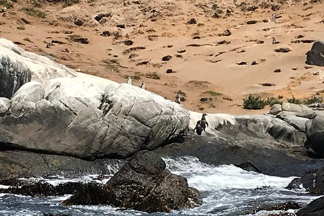 Fr VALPO: WILD PENGUINS, SEALION, SANDBOARD, PARAGLIDING & PICNIC - What the $250 price includes