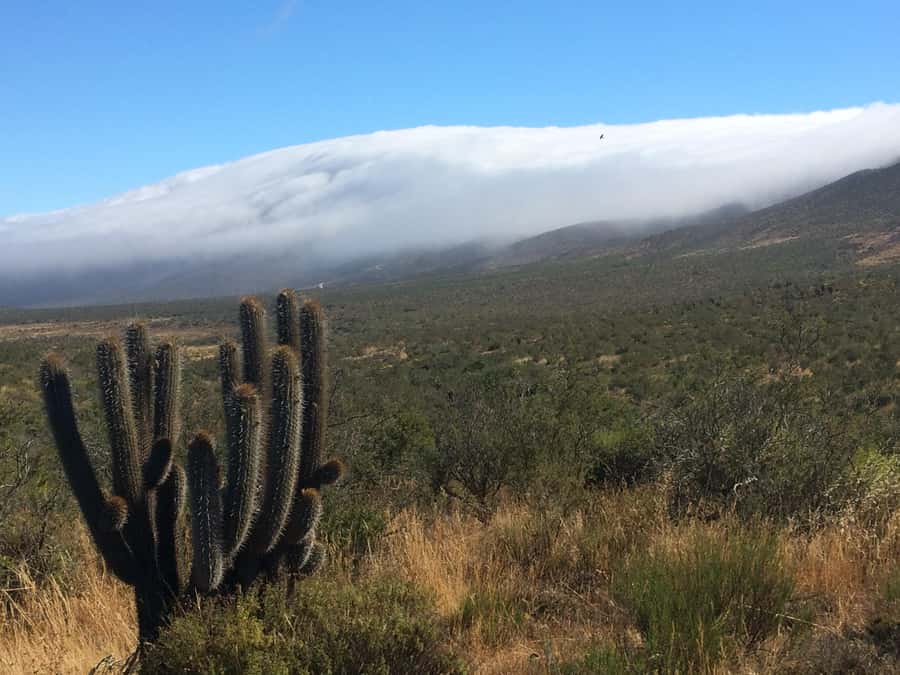Fray Jorge ice-age relict forest UNESCO National Park - Key points to know before booking