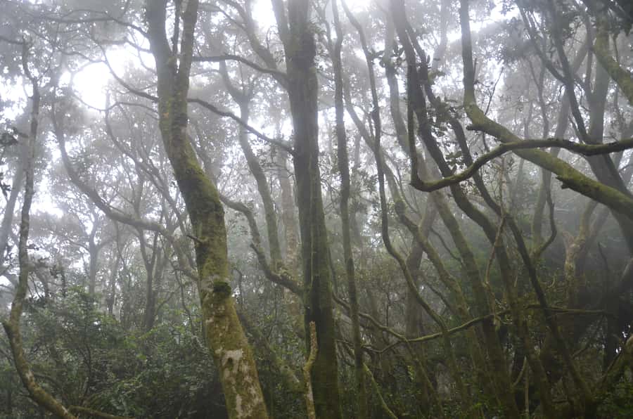 Fray Jorge ice-age relict forest UNESCO National Park - Why Fray Jorge feels impossible