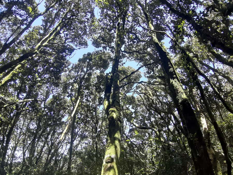 Fray Jorge ice-age relict forest UNESCO National Park - Camanchaca, the forest’s daily water supply