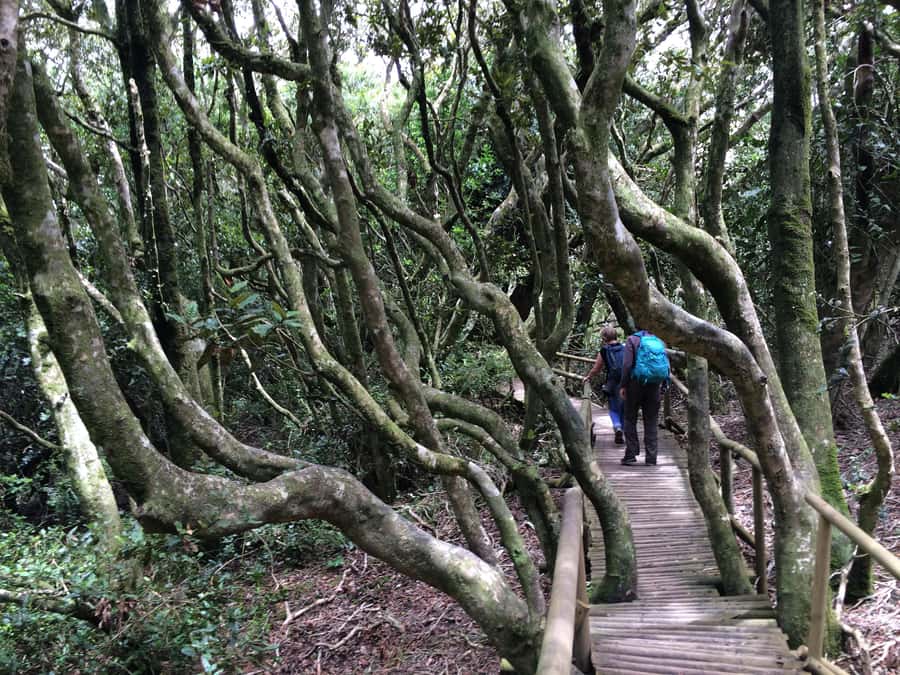 Fray Jorge ice-age relict forest UNESCO National Park - Guide quality and the small-group advantage