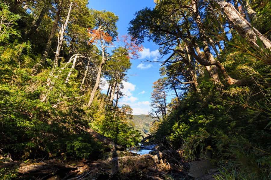 From Pucón: Huerquehue National Park Hiking Tour - Key things to know before you book