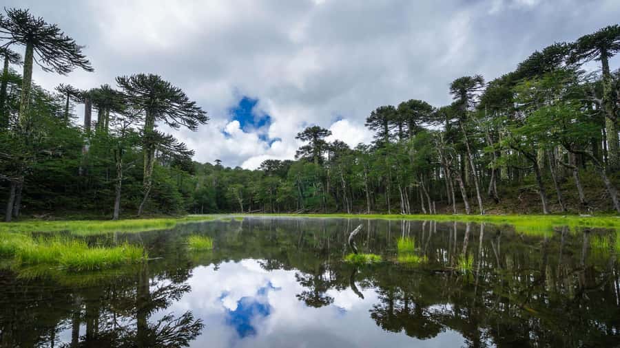 From Pucón: Huerquehue National Park Hiking Tour - Starting low at Lago Tinquilco