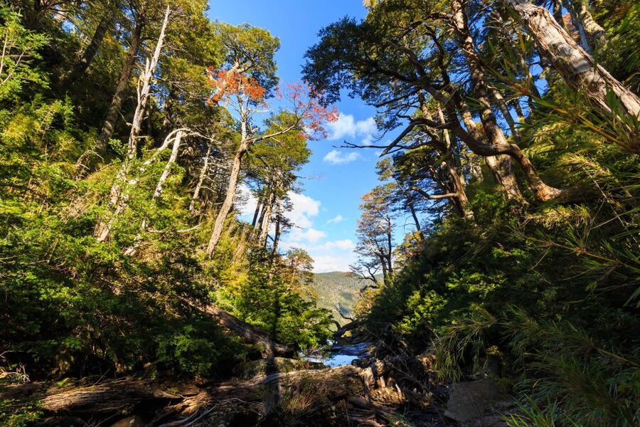 From Pucón: Huerquehue National Park Hiking Tour - Who will enjoy this hike most