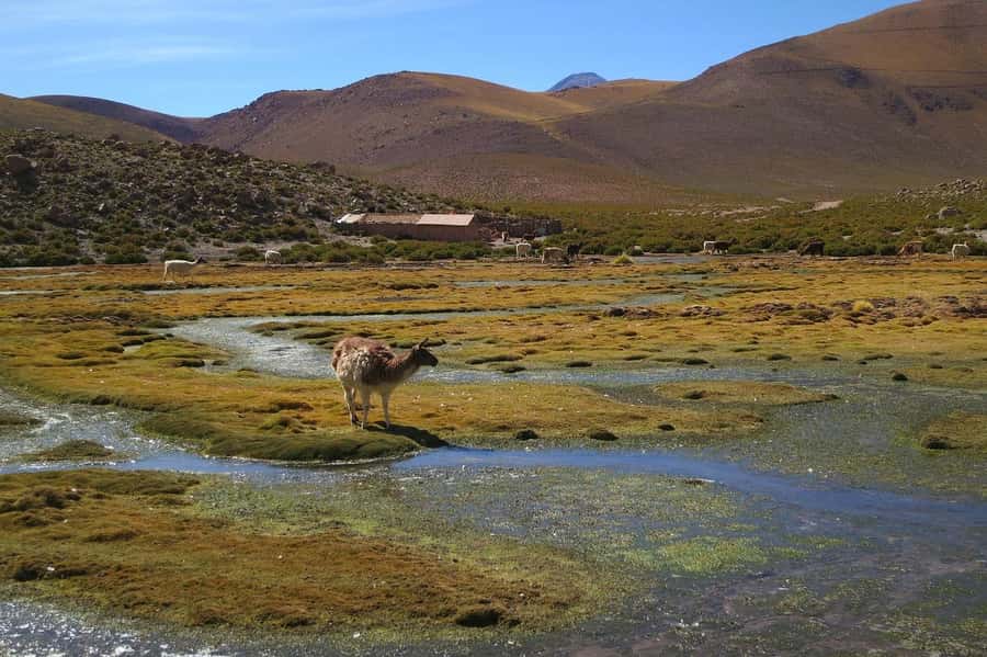 From San Pedro de Atacama: Geysers del Tatio Half-Day Tour - A geothermal walk, not just a photo stop