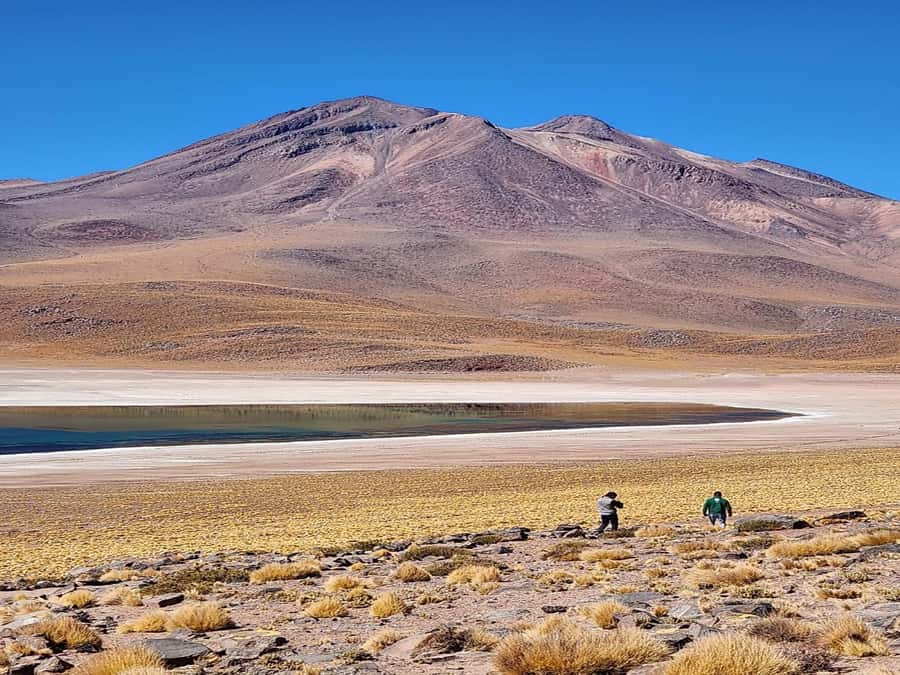 From San Pedro de Atacama: Lagoons and Piedras Reds - Chaxa Lagoon and the salt-flat wetlands