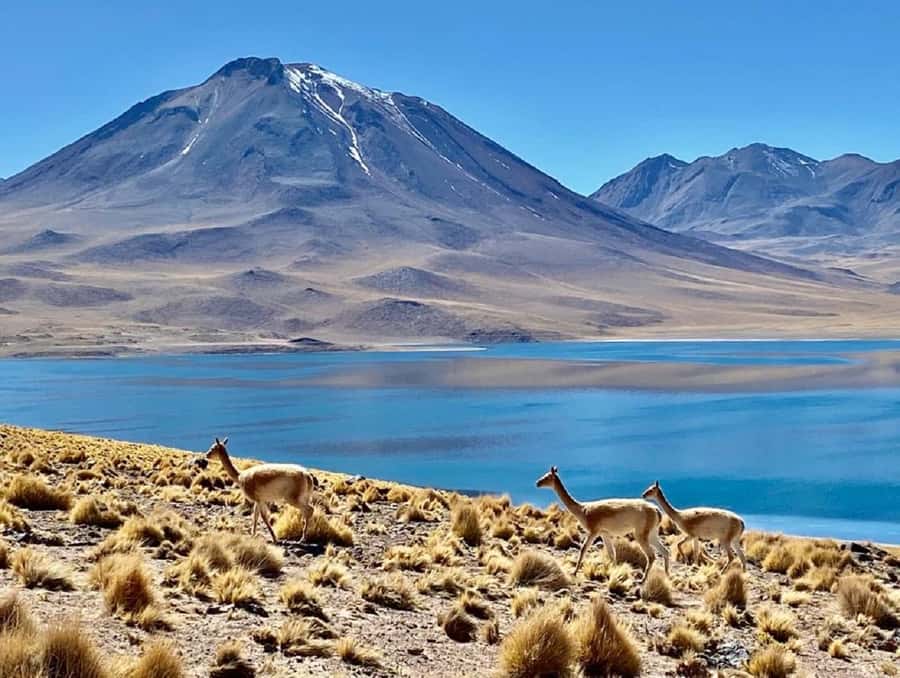 From San Pedro de Atacama: Lagoons and Piedras Reds - Miscanti and Meñiques at 4,200 meters
