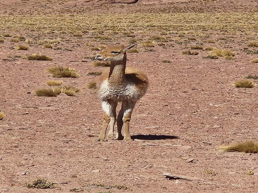 From San Pedro de Atacama: Lagoons and Piedras Reds - Transport, group size, and guide quality