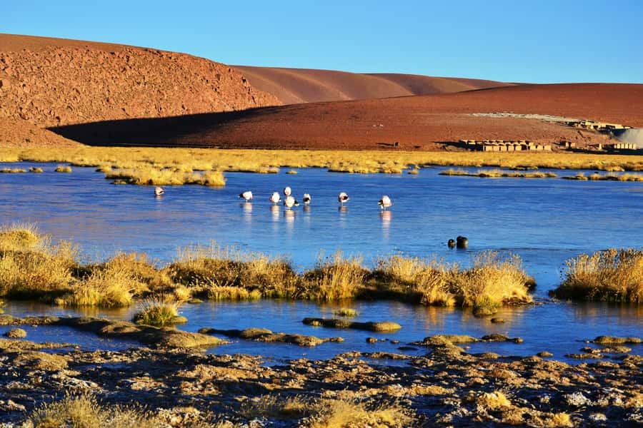 From San Pedro de Atacama: Tatio Geysers and Machuca Tour - El Tatio at sunrise