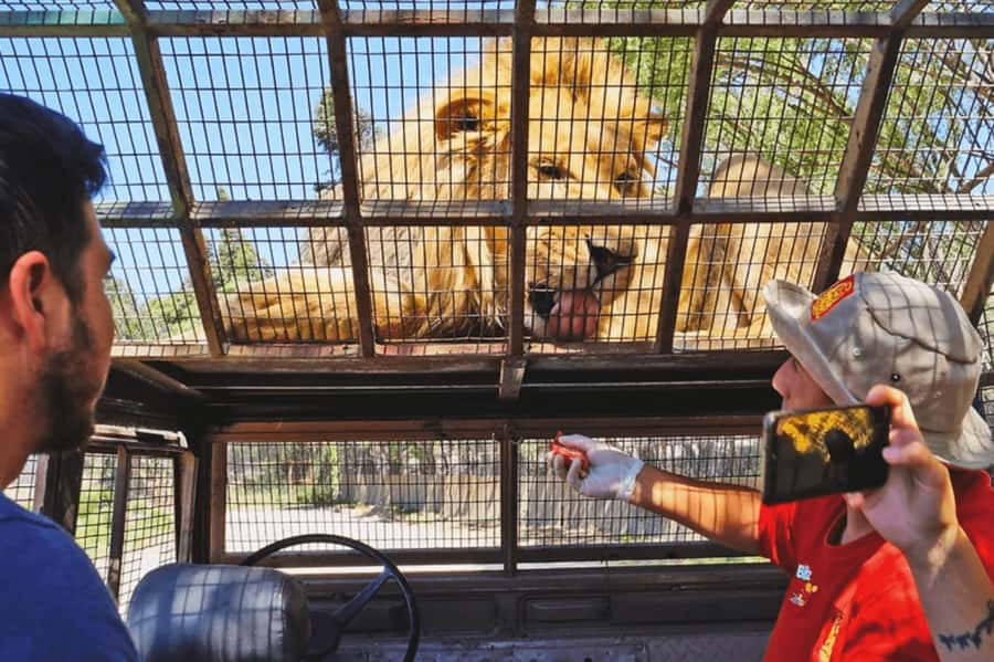 From Santiago: Safari Park, a wild experience - Key points to know before booking