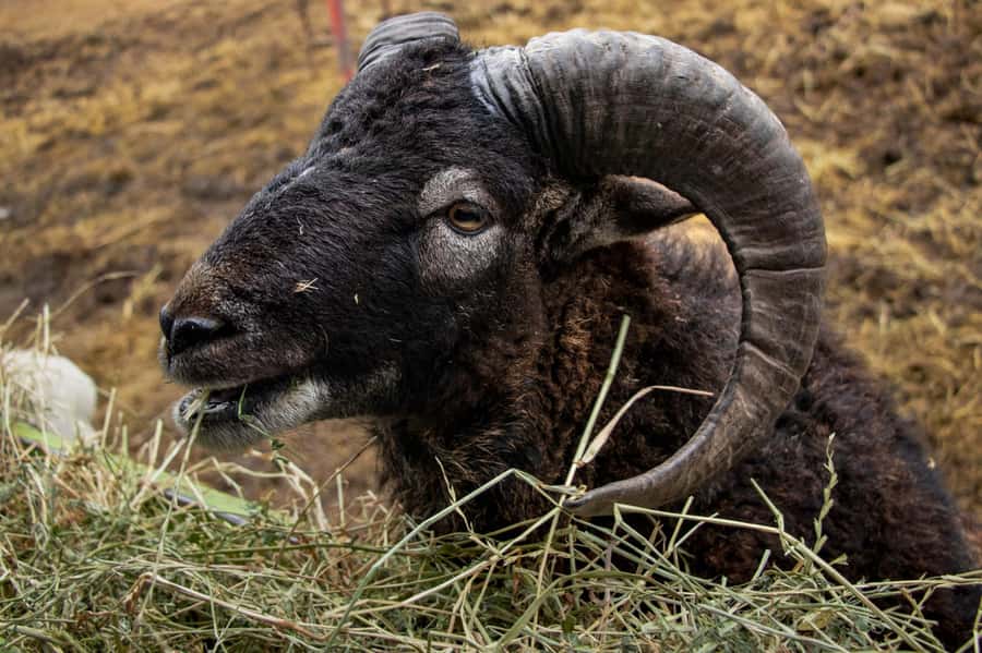 From Santiago: Safari Park, a wild experience - Herbivore Safari and the wider animal enclosures
