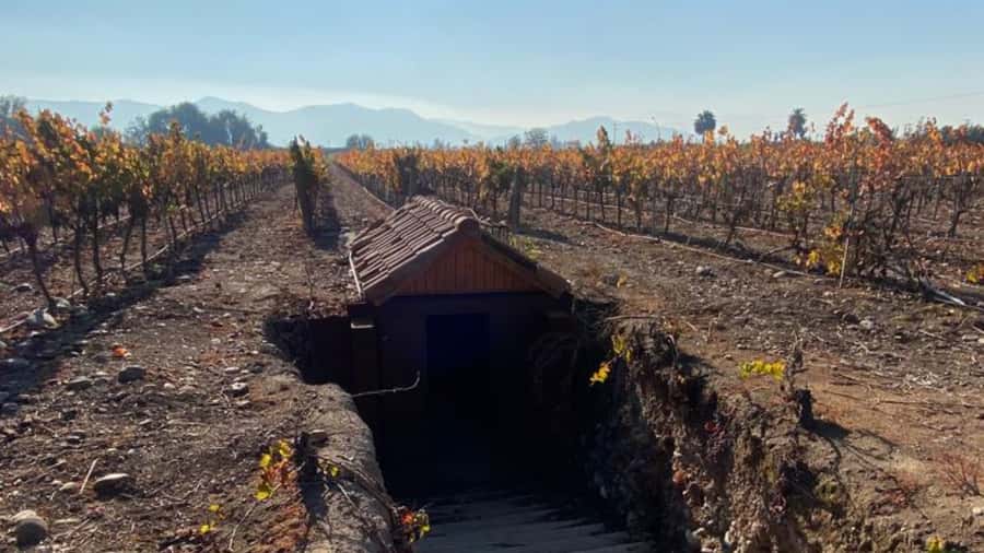 From Santiago: Undurraga Winery Tour with Tasting - The Aliwen corner and the Mapuche worldview