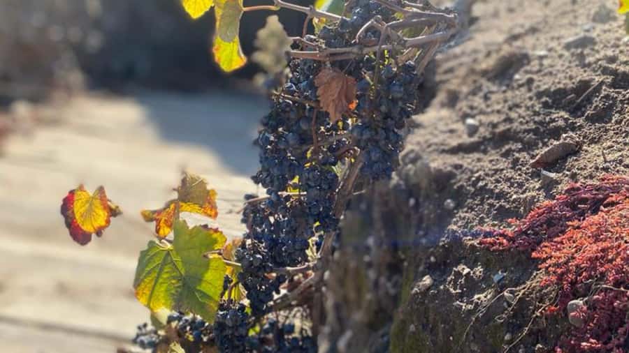 From Santiago: Undurraga Winery Tour with Tasting - Walking through the vineyards and grape garden