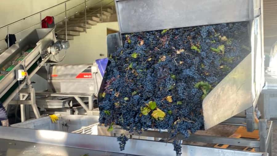 From Santiago: Undurraga Winery Tour with Tasting - The tasting: the part most people remember