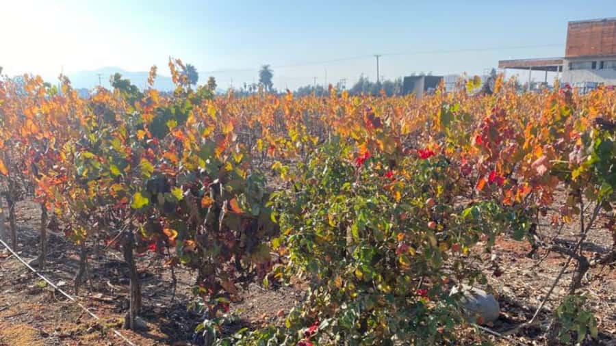 From Santiago: Undurraga Winery Tour with Tasting - Language and guide quality
