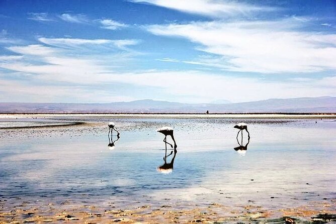 Full day Altiplanic Lagoons + Red stones viewpoint + Salar de Atacama - Socaire’s Terraces and Atacameño Traditions